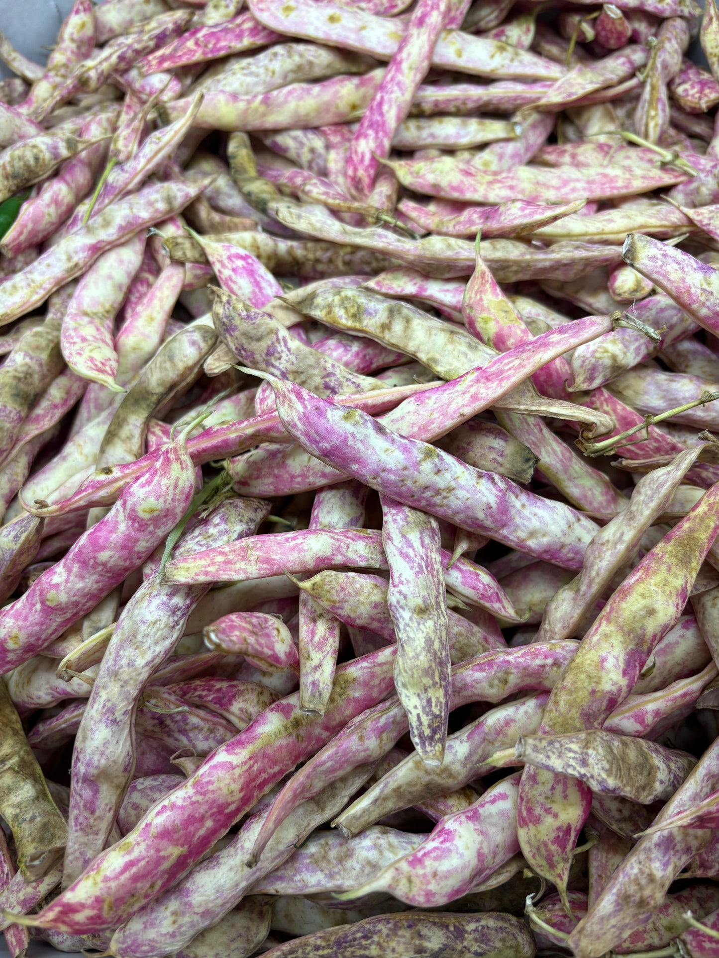 Beans